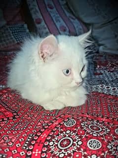 Pure White Persian Cat