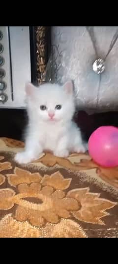 Persian cat 2 Months ke cat hai bohat piyari h