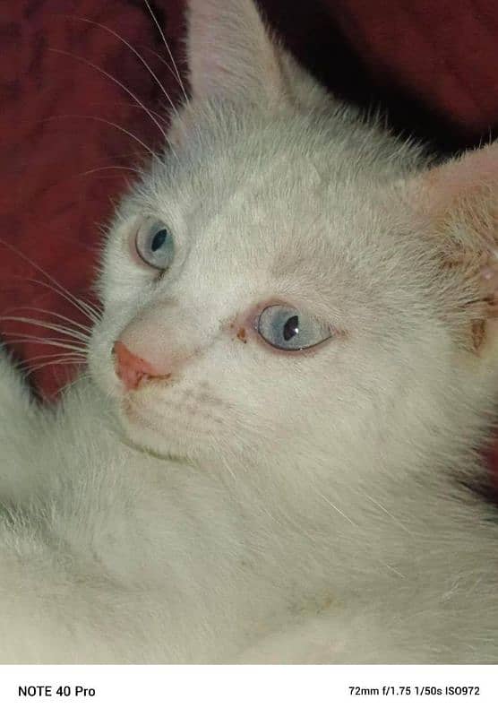 Persian kittens each for 3500 male and female , 3