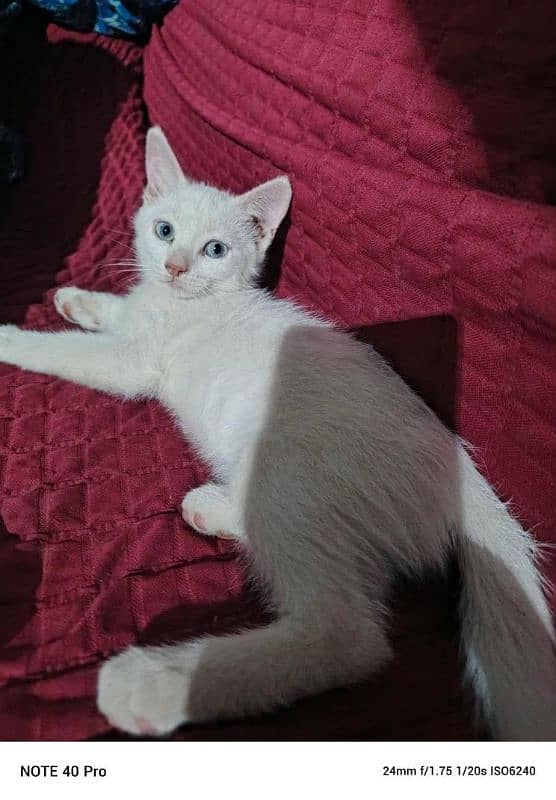 Persian kittens each for 3500 male and female , 4