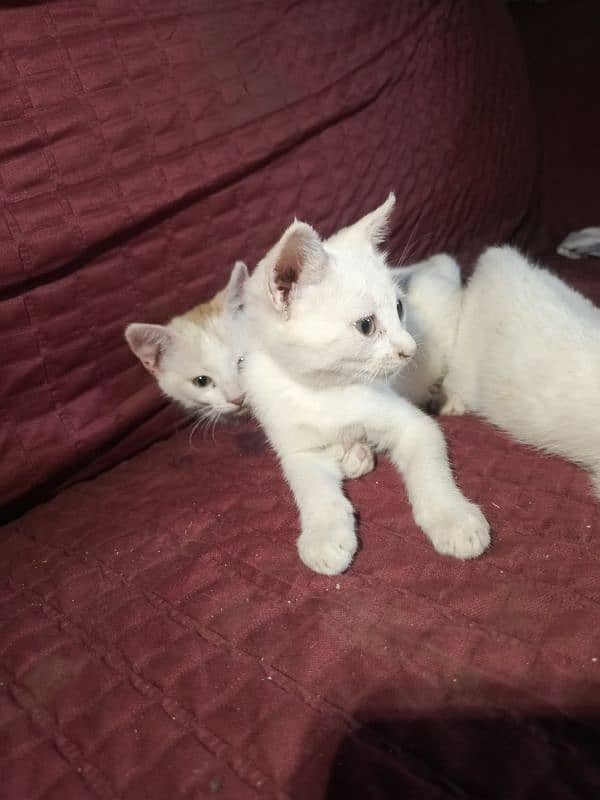 Persian kittens each for 3500 male and female , 5