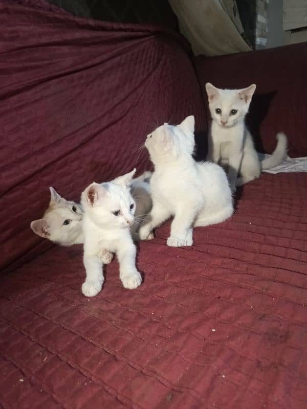 Persian kittens each for 3500 male and female , 7