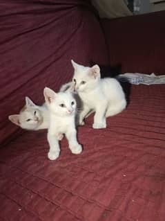 semiPersian kitten white cut of brown