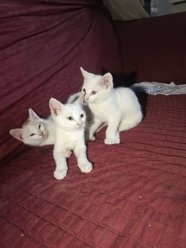 Persian kittens each for 3500 male and female , 8