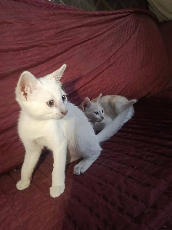 Persian kittens each for 3500 male and female , 9