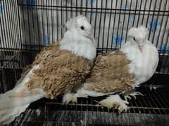 Frill Back (Breeder Pair)