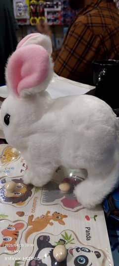 Rabbit
