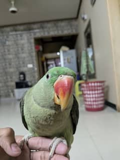 parrot 1 year
