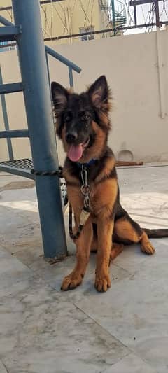 German shepherd
