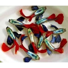 Guppy