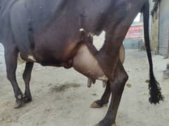 Jersey Cow For Sale