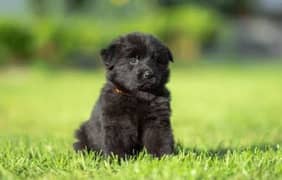 black mask Jarman shepherd puppies