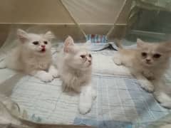 female persian kittens for sell