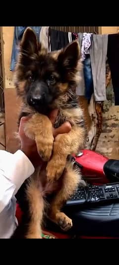 German shepherds long female puppy