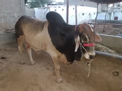bachra