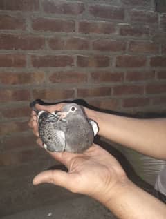 qasad baby pigeon