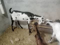 Gabn dod wli bakri