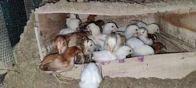 ASEEL HERA AND CHEENA BREED CHICKS