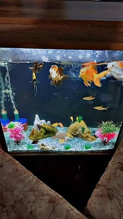 Fish