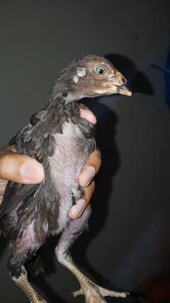 meawali pure aseel chiks