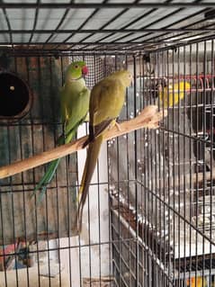 Olive Ringneck Female X Green Ringneck