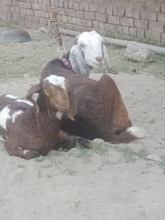 2 barkiya for sale