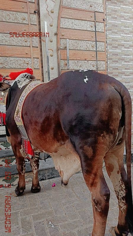 2 dant bachra 4 muns weight 1