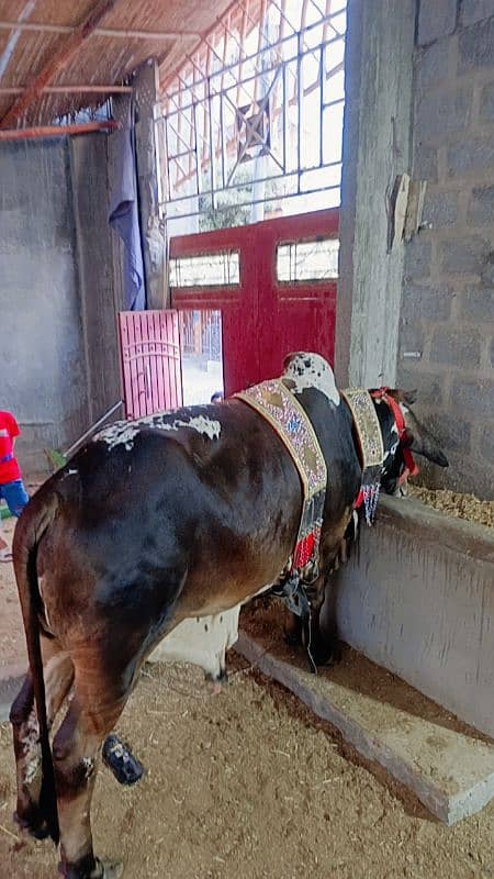 2 dant bachra 4 muns weight 4