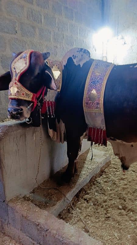 2 dant bachra 4 muns weight 6