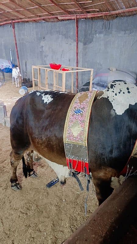 2 dant bachra 4 muns weight 7