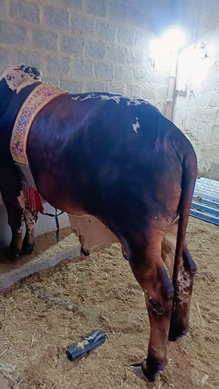 2 dant bachra 4 muns weight 9