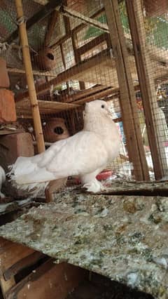 breeder