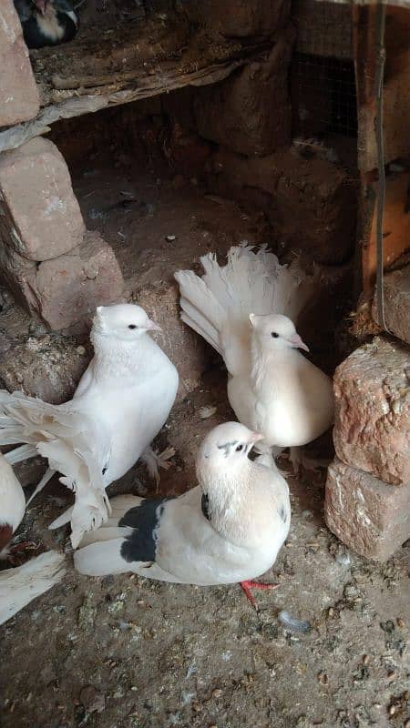 breeder pair 1