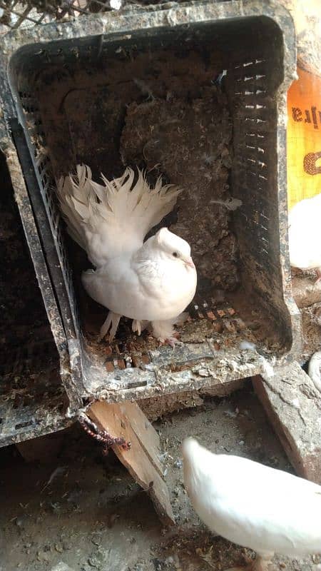 breeder pair 2