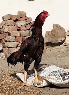 mianwali aseel breeder