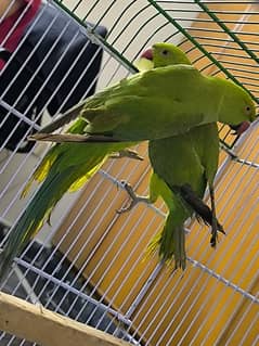Parrots