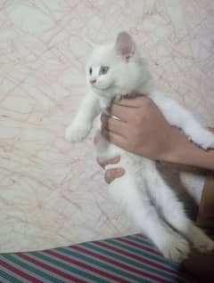 FULL