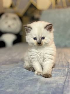 persian