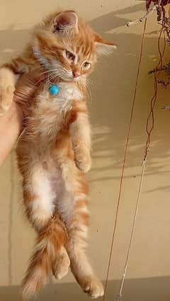 Persian