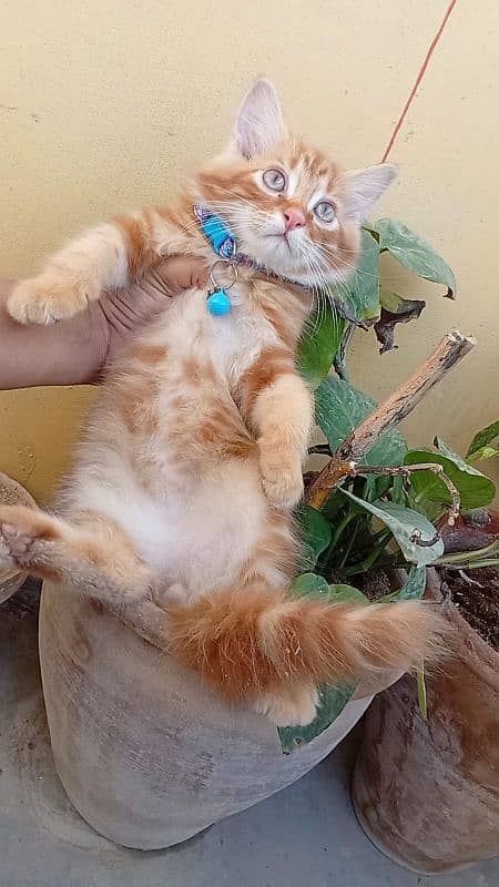 Persian kitten 6
