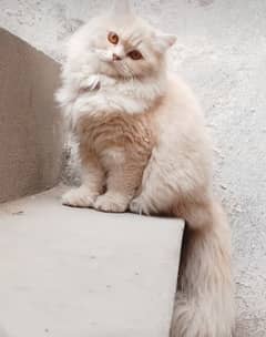 Persian