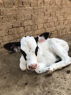dairy faram for sale