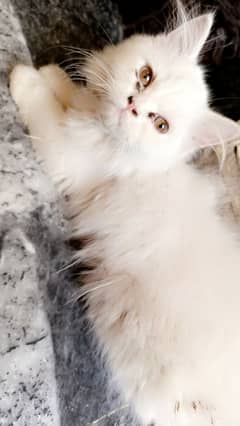 pure pershian triple cot kitten
