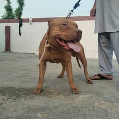 Gabbar is looking new home