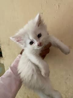 kitten