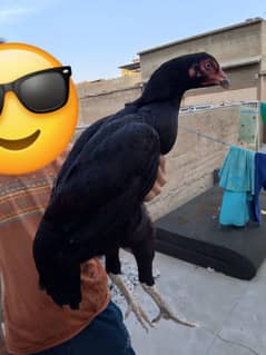 full active egg laying urgent sell