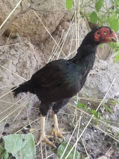 amroha