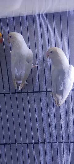Albino