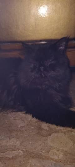 Persian punch face triple coted male cat