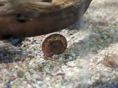 Ramshorn Snail (per pair)